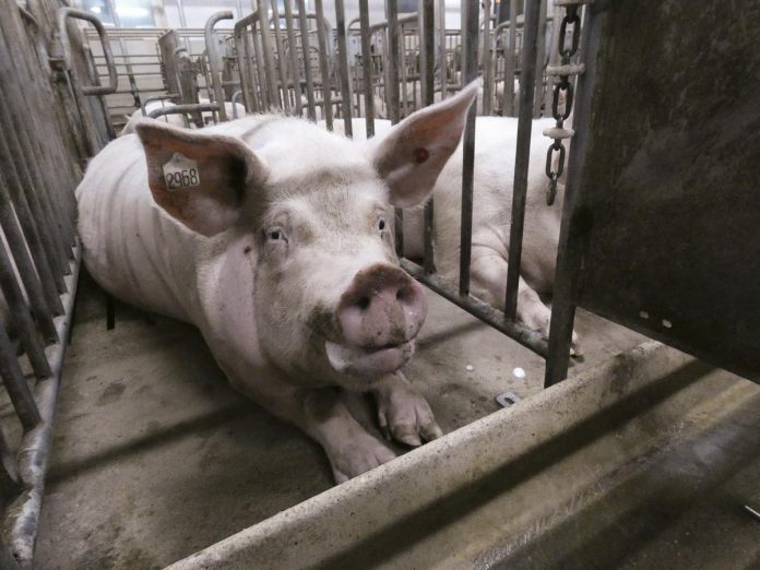 Gestation Cages at Factory Farm in GermanyKastenstand in der Massentierhaltung in Deutschland