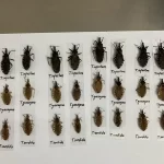 Desmantelan un organismo clave para el control del Chagas y otras endemias